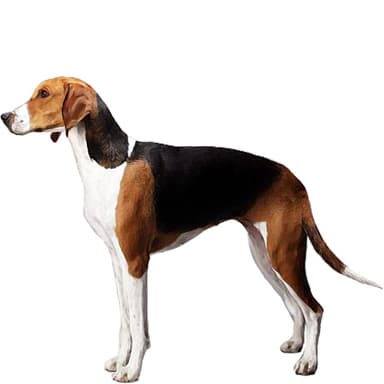 アメリカン・フォックス・ハウンド【セット検査】