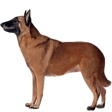 ベルジアン・シェパード・ドッグ・マリノア【セット検査】