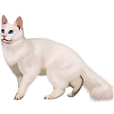 アンゴラ【単検査】