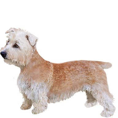 グレン・オブ・イマール・テリア【セット検査】