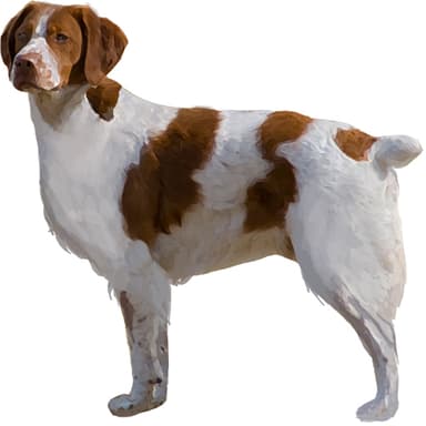 ブリタニー・スパニエル【セット検査】