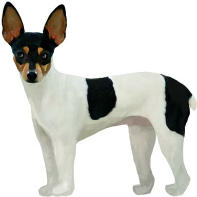 フォックステリア（トイ）【セット検査】