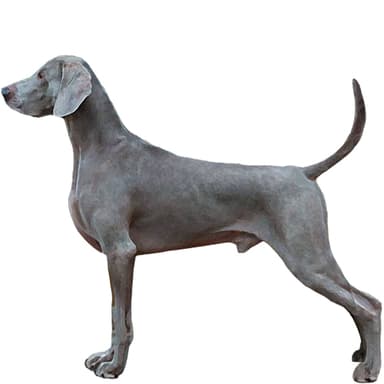 ワイマラナー【単検査】