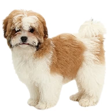 マルシズー【セット検査】