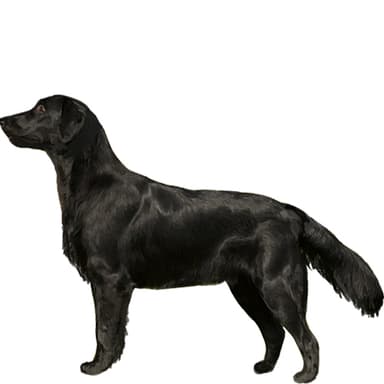 フラットコーテッドレトリバー【セット検査】