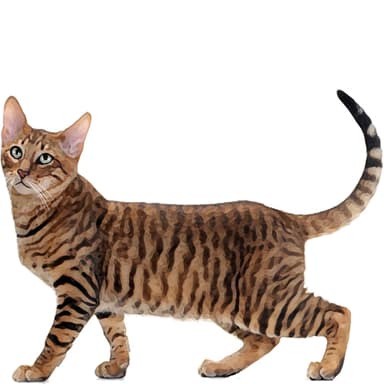 トイガー【セット検査】