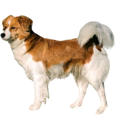 クロムフォルレンダー【セット検査】