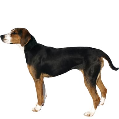 フィニッシュ・ハウンド【セット検査】