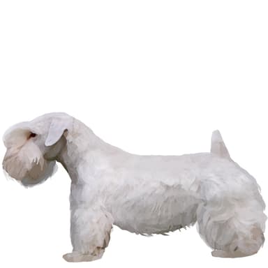 シーリデール・テリア【セット検査】