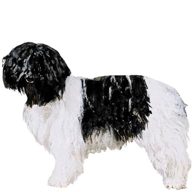 シャーペンドース【セット検査】