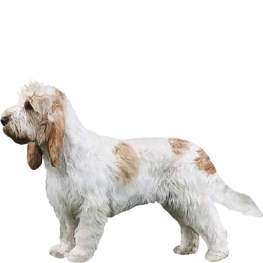 グランド・バセット・グリフォン・バンデーン【セット検査】