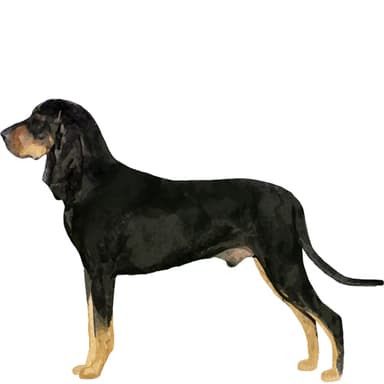 クーンハウンド【セット検査】