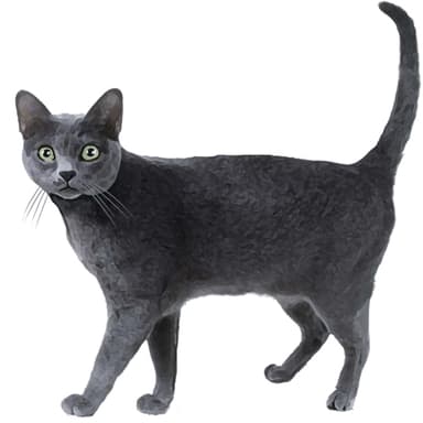 コラット【セット検査】