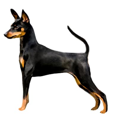 ミニチュアピンシャー【セット検査】