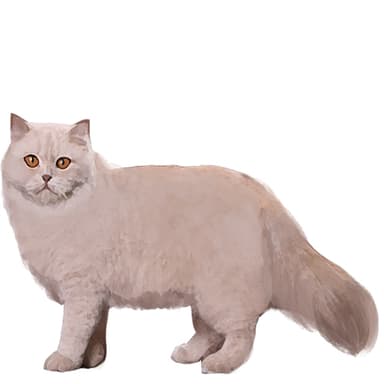 ブリティッシュ・ショートヘア【セット検査】