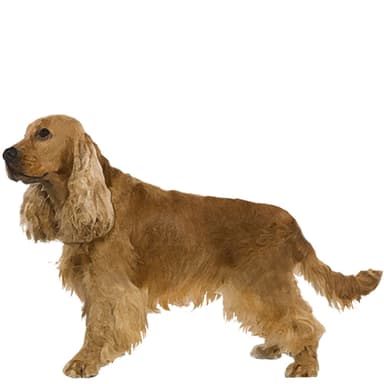 イングリッシュ・コッカー・スパニエル【セット検査】