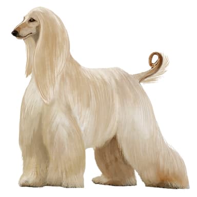 アフガン・ハウンド【単検査】