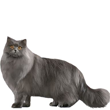 ブリティッシュ・ロングヘア【セット検査】