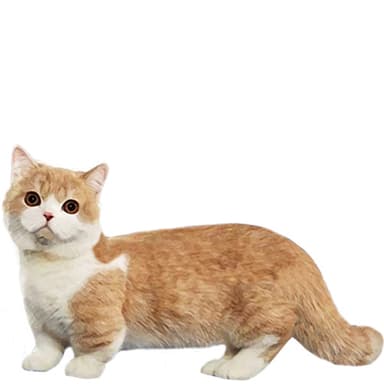 マンチカン（ショート／ロングヘア）【単検査】