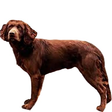 ジャーマン・スパニエル【セット検査】