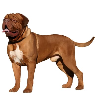 ドーグ・ド・ボルドー【セット検査】