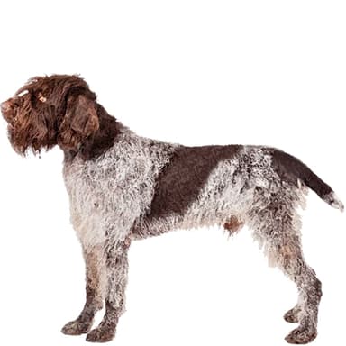 ワイアーヘアード・ポインティング・グリフォン【セット検査】