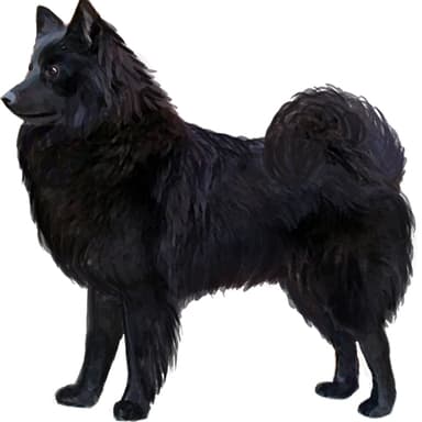 スウェディッシュ・ラップフンド【セット検査】