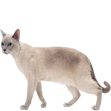 トンキニーズ【セット検査】