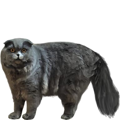 スコティッシュ・フォールド（ロングヘア）【セット検査】