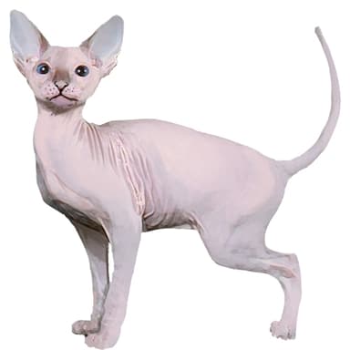 ドン スフィンクス／ドンスコイ／ドンへアレス【セット検査】