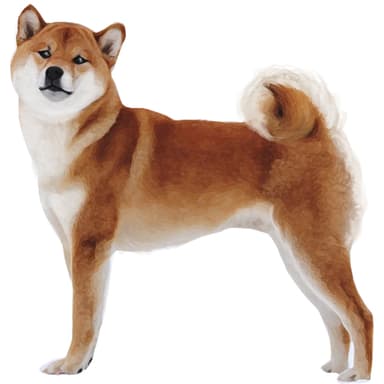 柴犬【単検査】