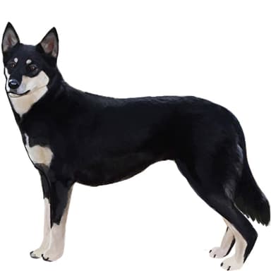 ラポニアン・ハーダー【セット検査】