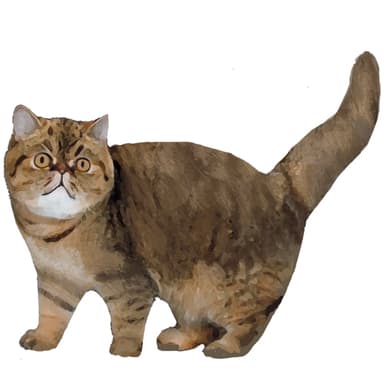 エキゾチックショートヘア【セット検査】