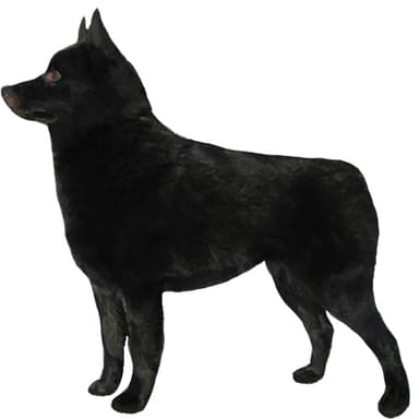 スキッパーキ【セット検査】