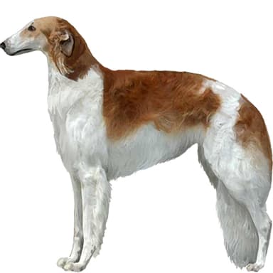 ボルゾイ【セット検査】