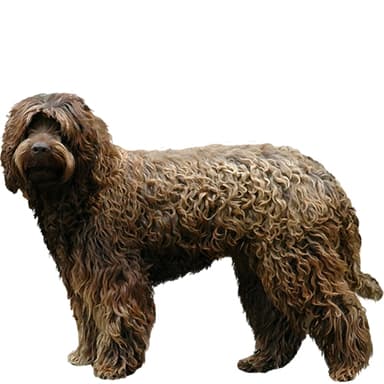 オーストラリアン・ラブラドゥードル【セット検査】