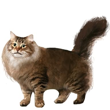 サイベリアンフォレストキャット（カラーポイント）【セット検査】