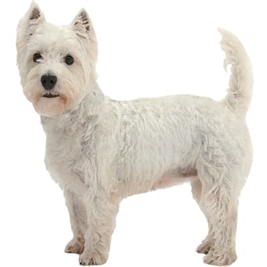 ウェスト・ハイランド・ホワイト・テリア【セット検査】