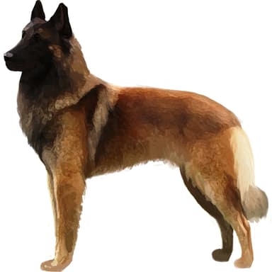 ベルジアン・シェパード・ドッグ・タービュレン【セット検査】