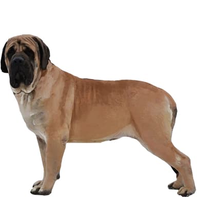 マスティフ【セット検査】