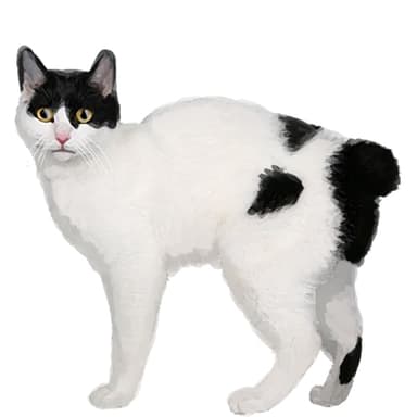 ジャパニーズ・ボブテイル【セット検査】