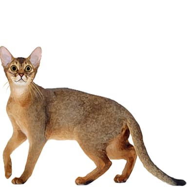 ソマリ（ショートヘア）【セット検査】