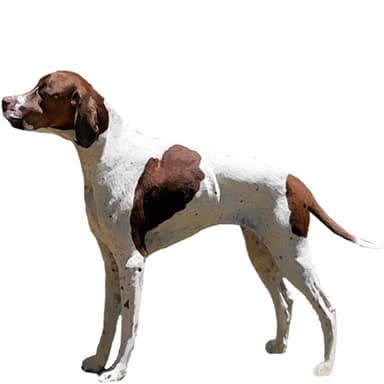 イングリッシュ・ポインター【セット検査】