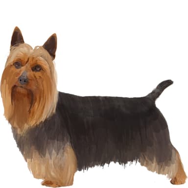 シルキーテリア【セット検査】