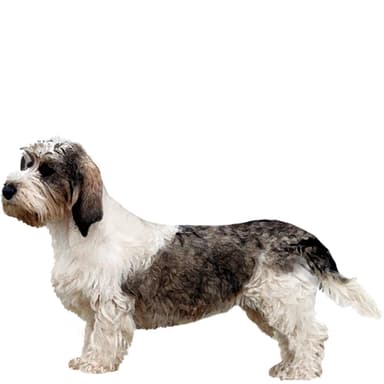 プチ・バセット・グリフォン・バンデーン【セット検査】