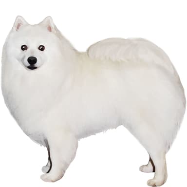 アメリカン・エスキモードッグ【単検査】