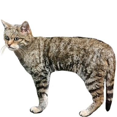 スコットランドヤマネコ【セット検査】