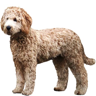 グルードル／ゴールデンドゥードル／レトロドゥードル【セット検査】