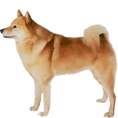 フィニッシュ・スピッツ【セット検査】