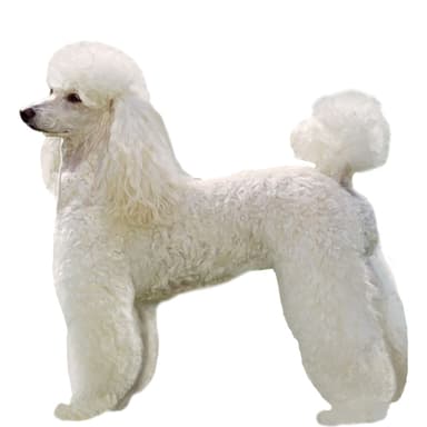 プードル（ドワーフ）【セット検査】